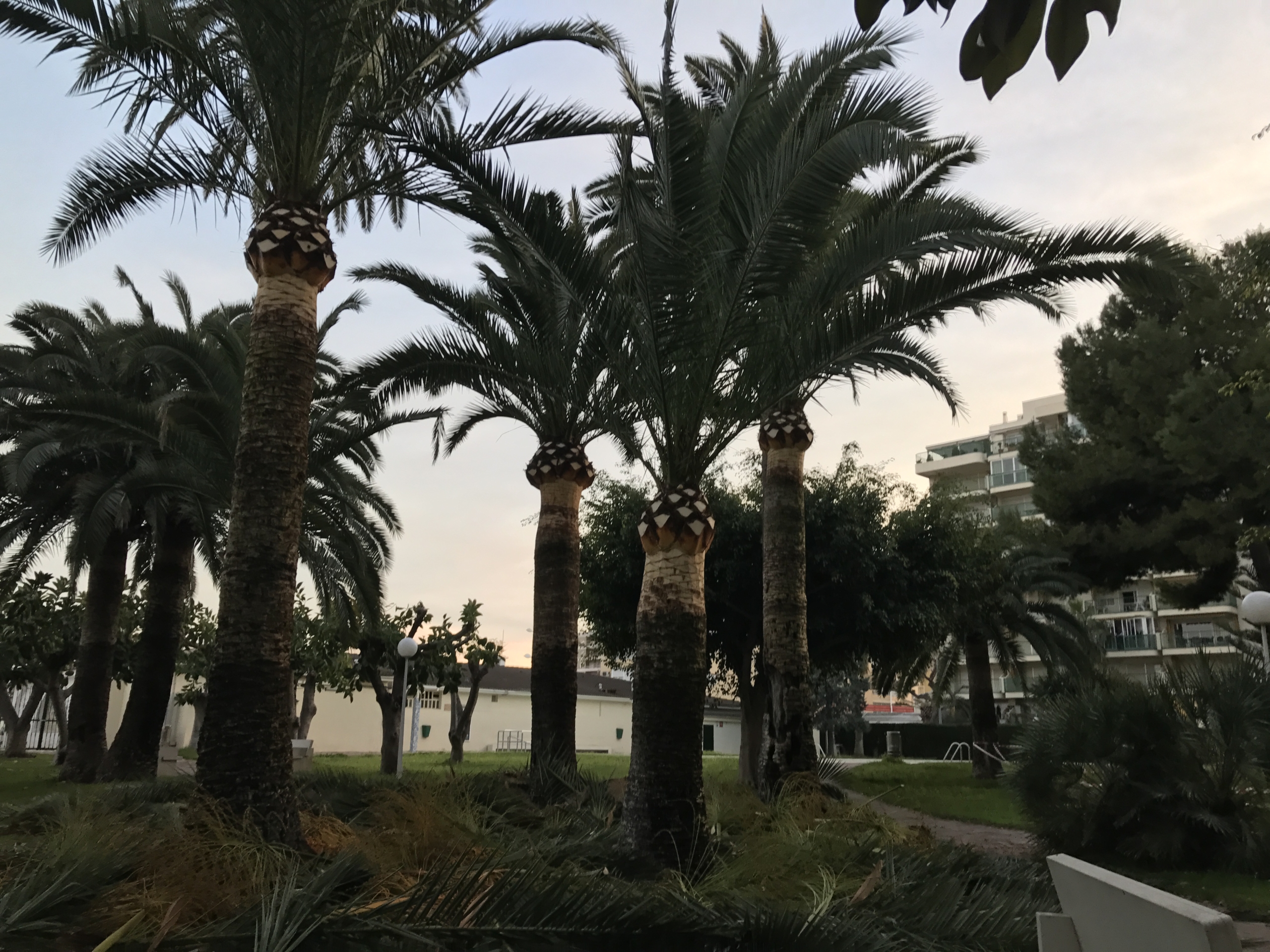 Tratamientos fitosanitarios de prevención o eliminación de plagas en Valencia