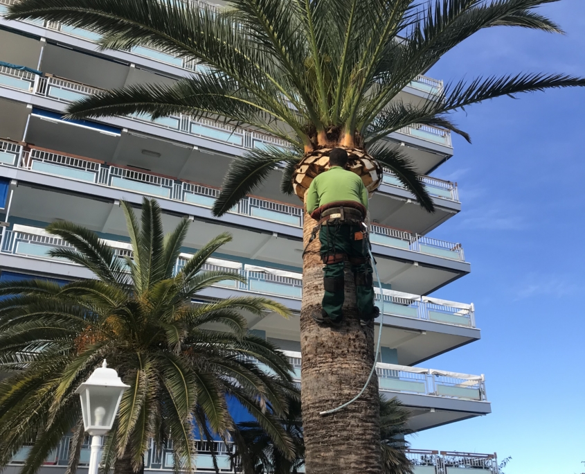Podas y talas de árboles y/o palmeras en Valencia