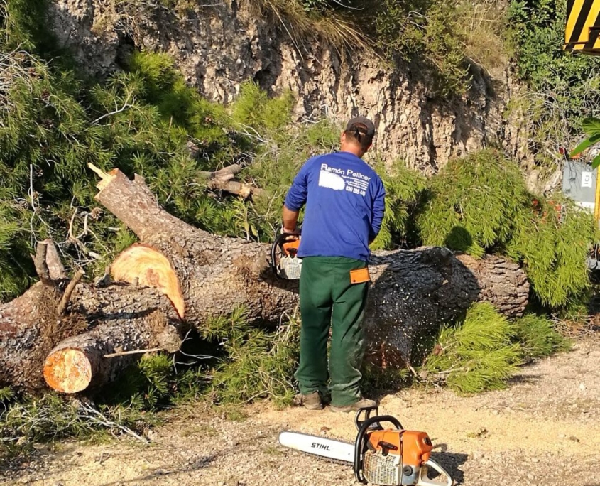 Desbroces de fincas y parcelas en Valencia